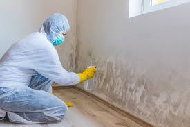 Professional Mold Removal & Remediation in Medina, NY